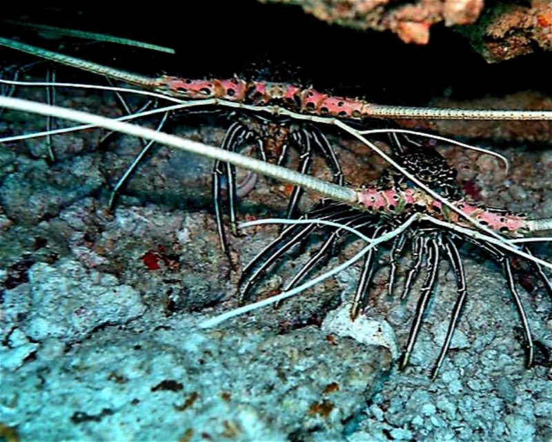 Divesite Image