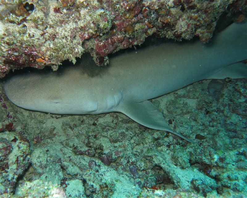 Divesite Image