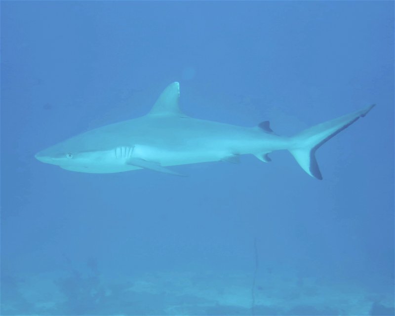Divesite Image