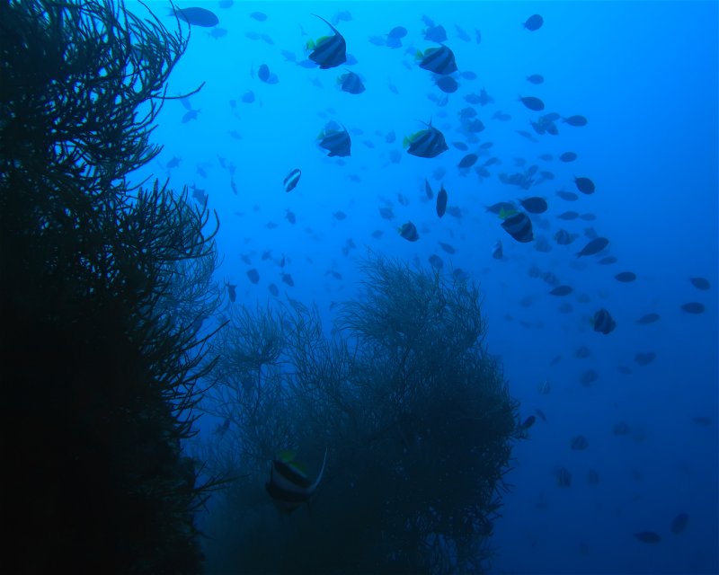 Divesite Image