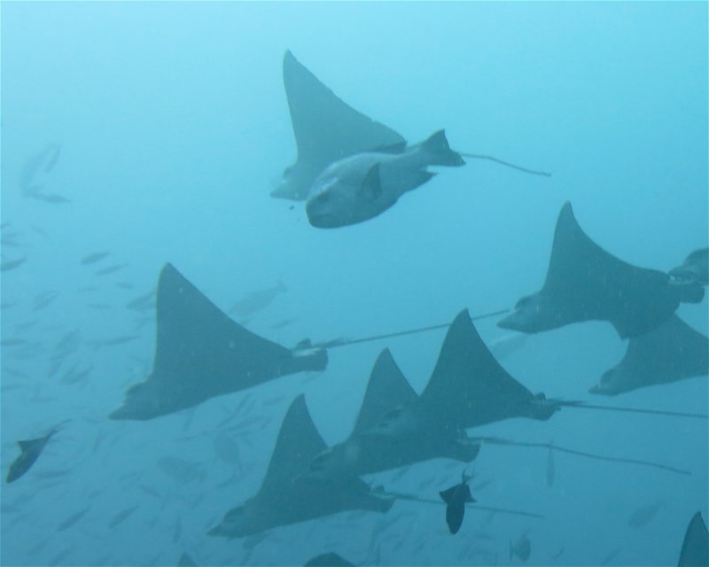 Divesite Image