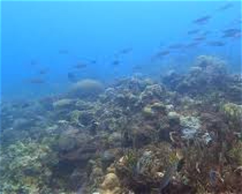 Divesite Image