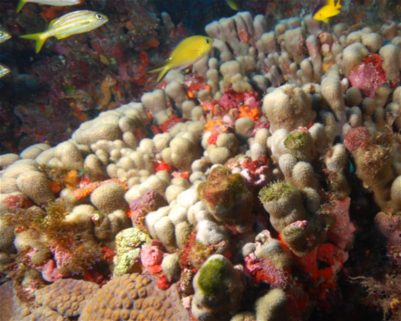 Divesite Image