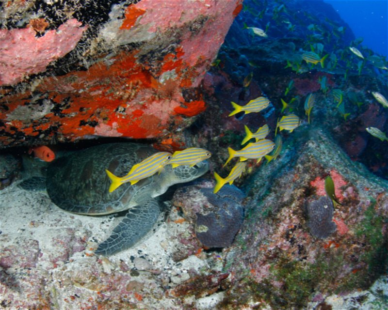 Divesite Image