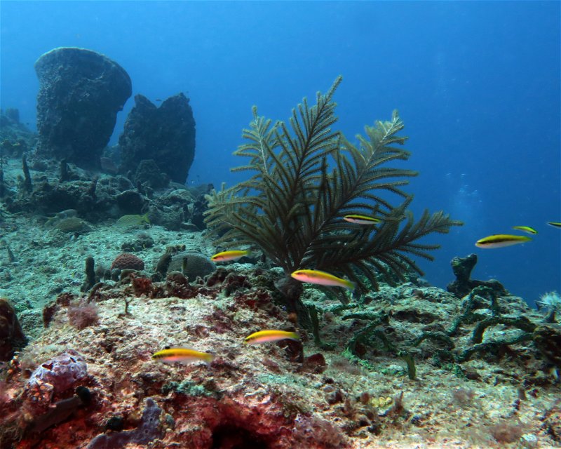 Divesite Image