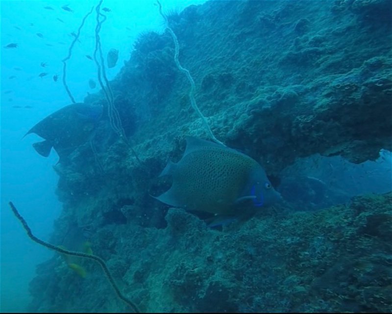 Divesite Image