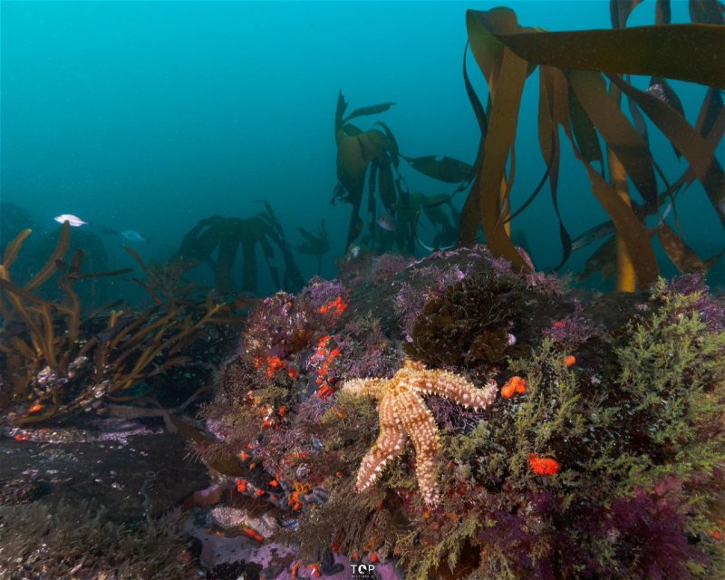 Divesite Image