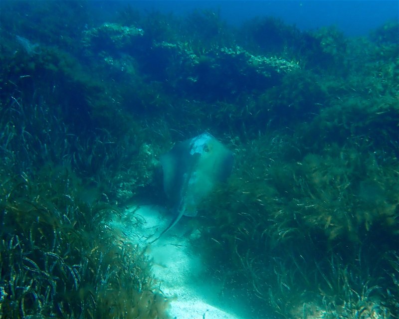 Divesite Image