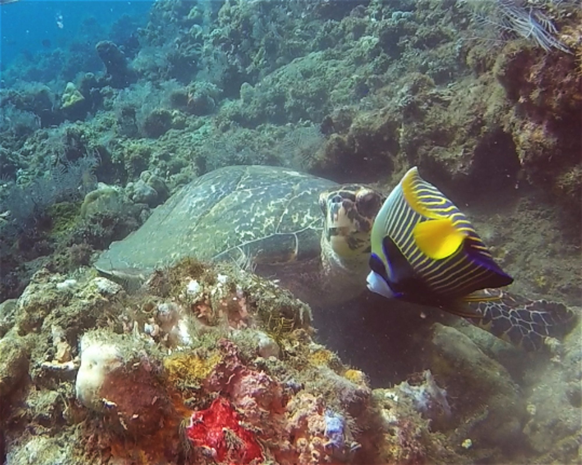 BALI FUN DIVING, 80224 Denpasar Selatan