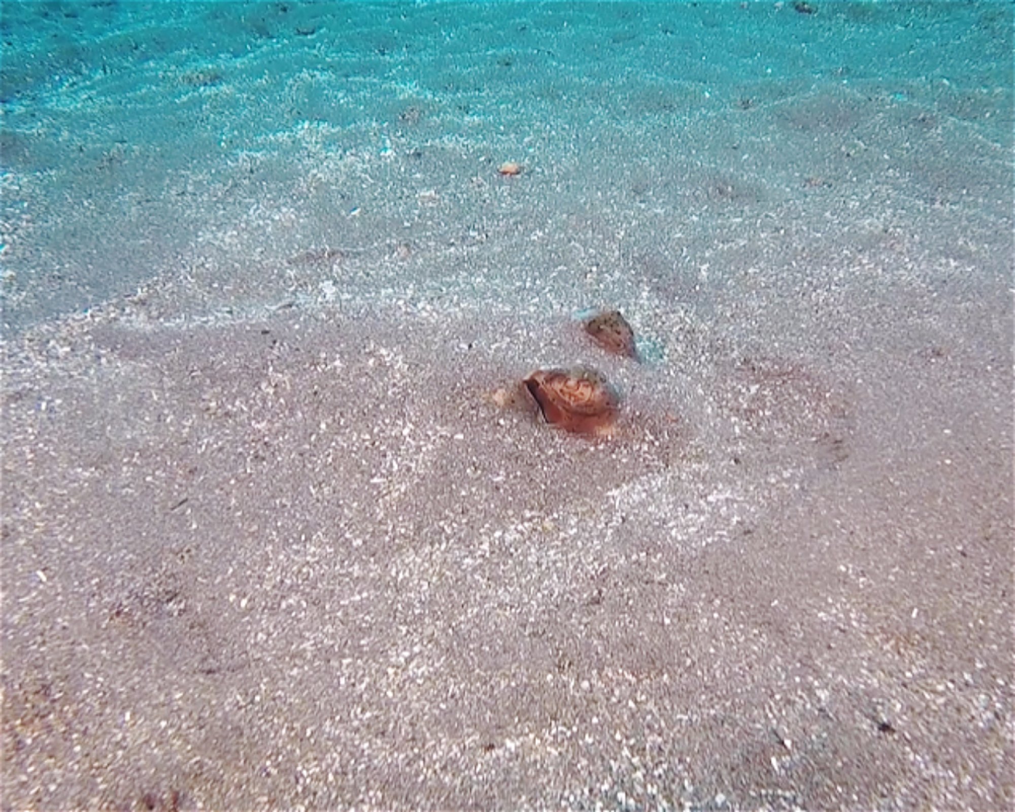 BALI FUN DIVING, 80224 Denpasar Selatan