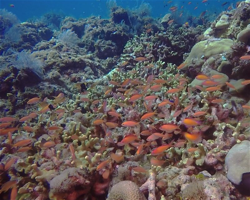 Divesite Image