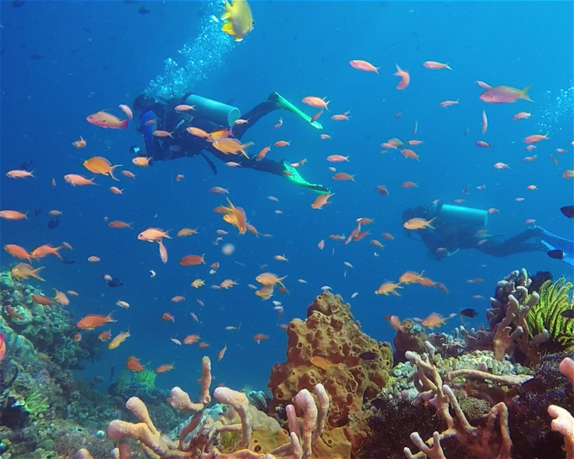 BALI FUN DIVING, 80224 Denpasar Selatan