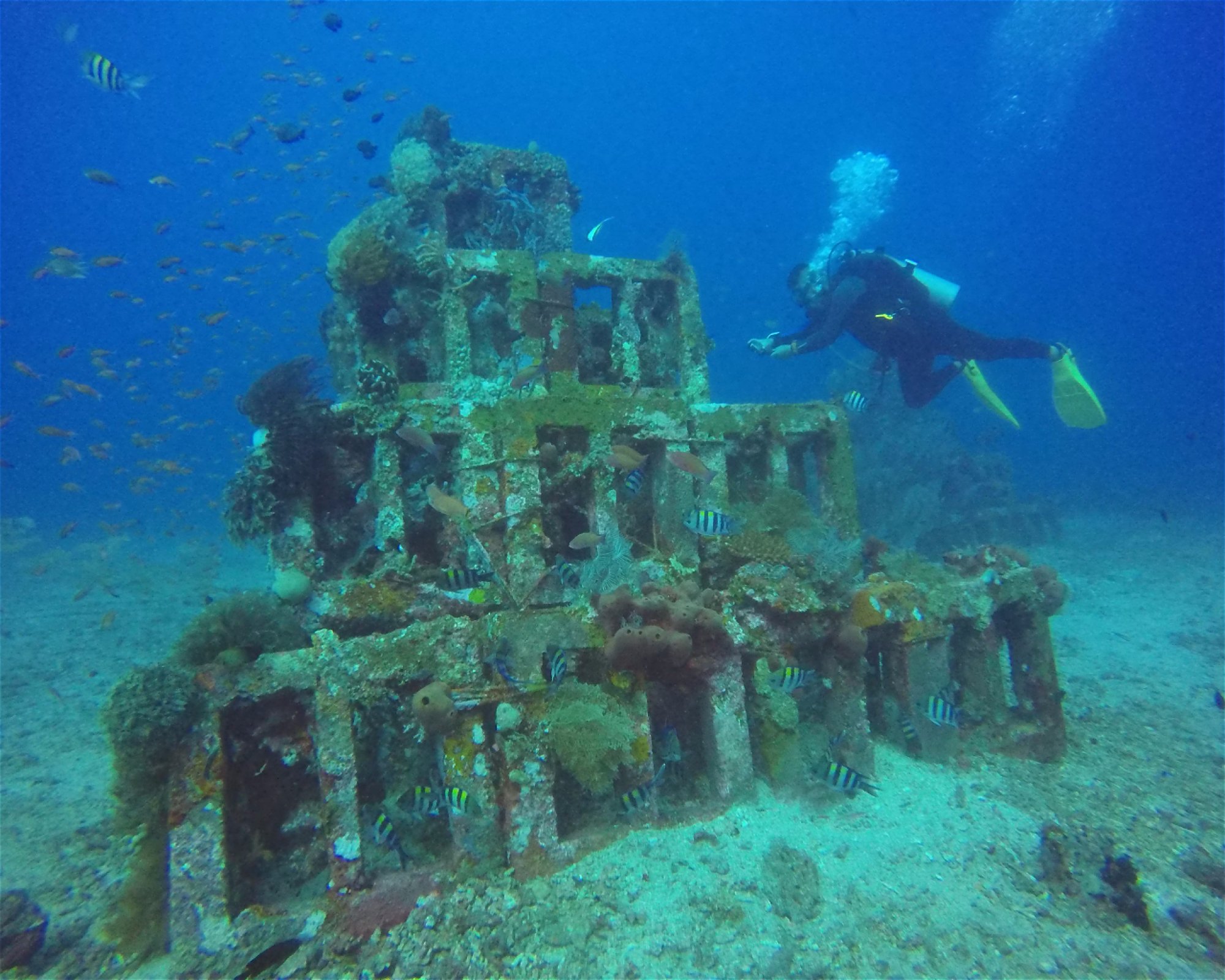BALI FUN DIVING, 80224 Denpasar Selatan
