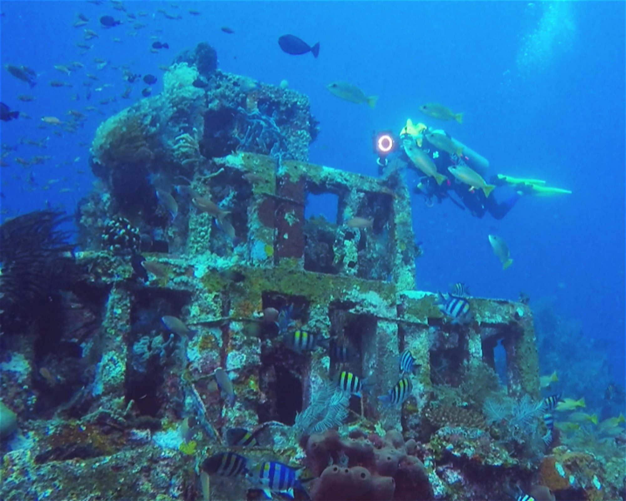 BALI FUN DIVING, 80224 Denpasar Selatan