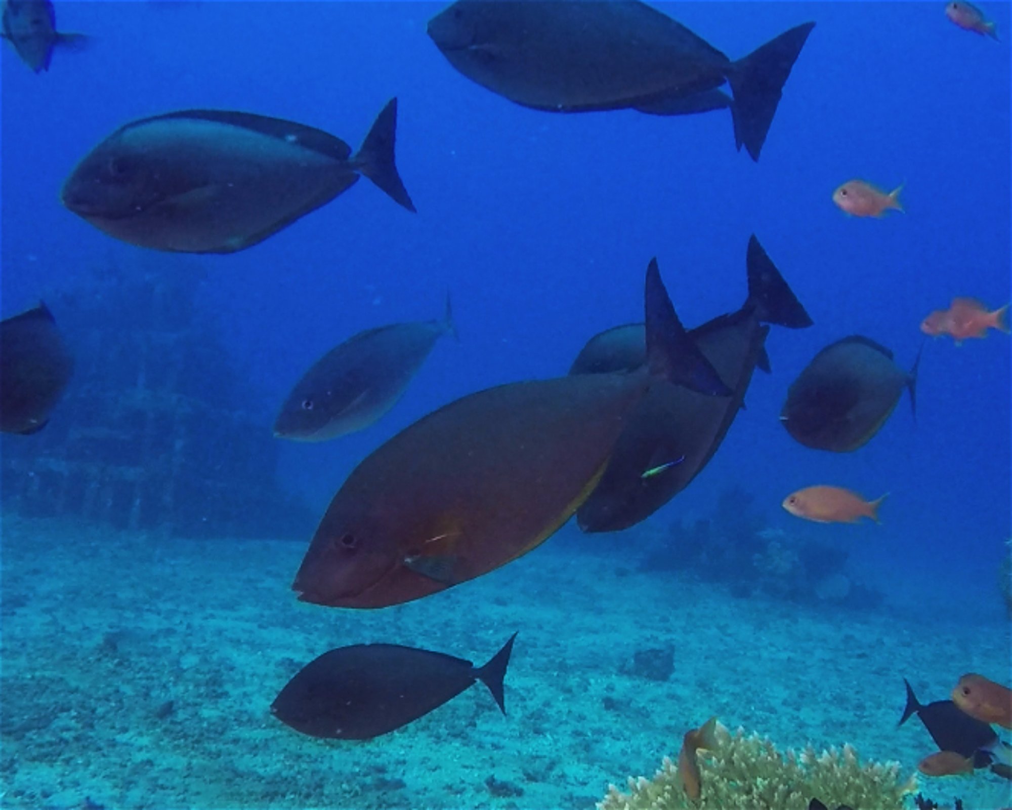 BALI FUN DIVING, 80224 Denpasar Selatan