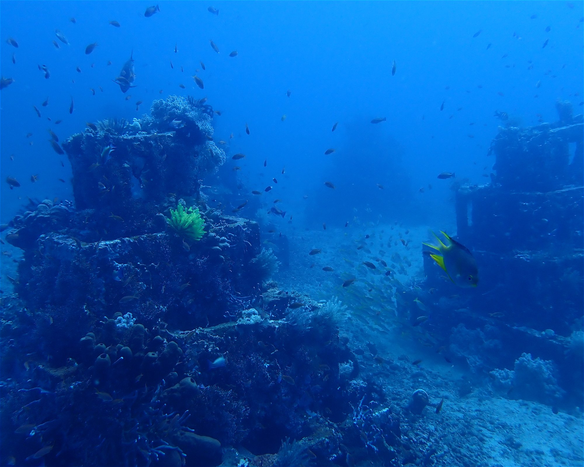 Amed Buddha Diving, 80852 Bunutan