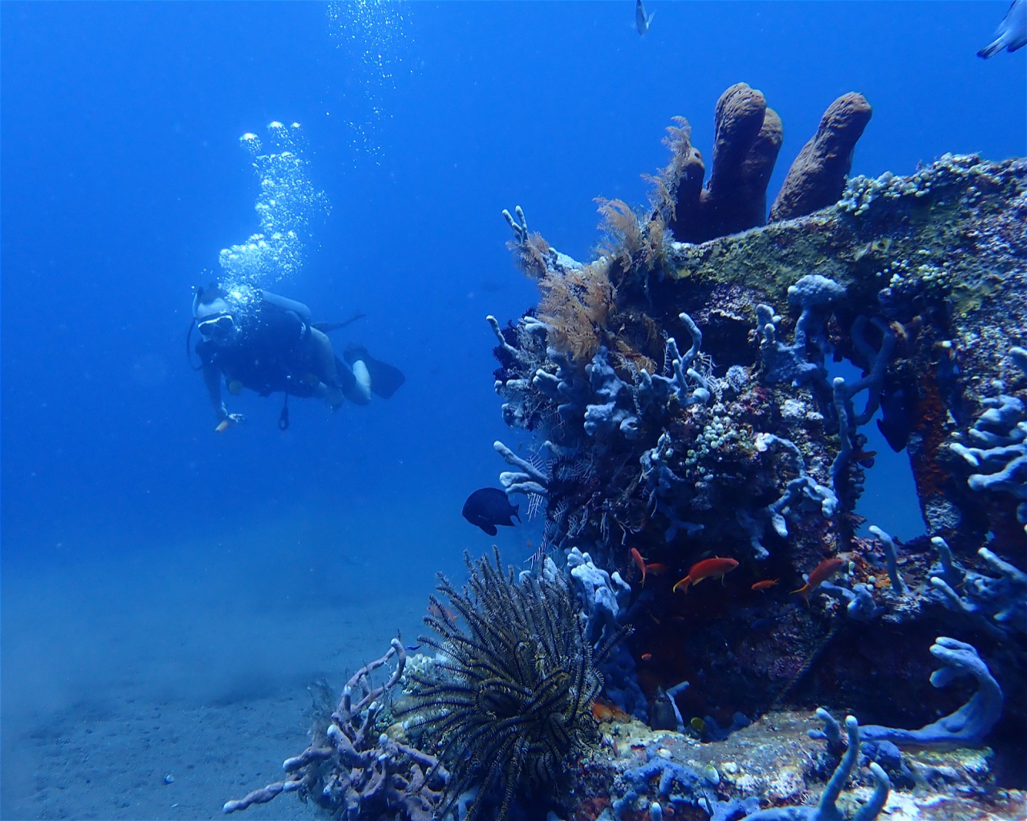 Amed Buddha Diving, 80852 Bunutan