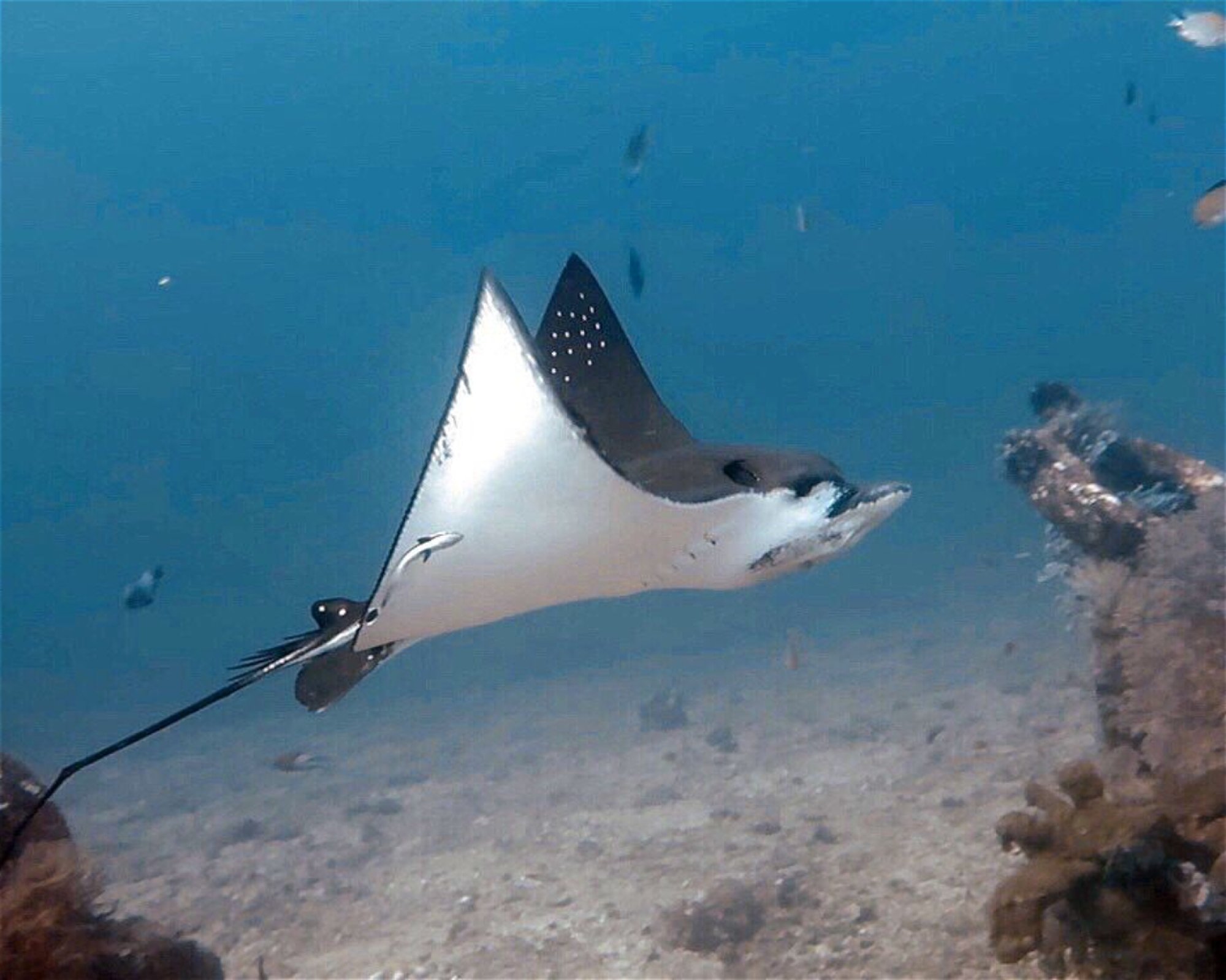 Amed Jepun Divers, 80852 Amed, Karangasem