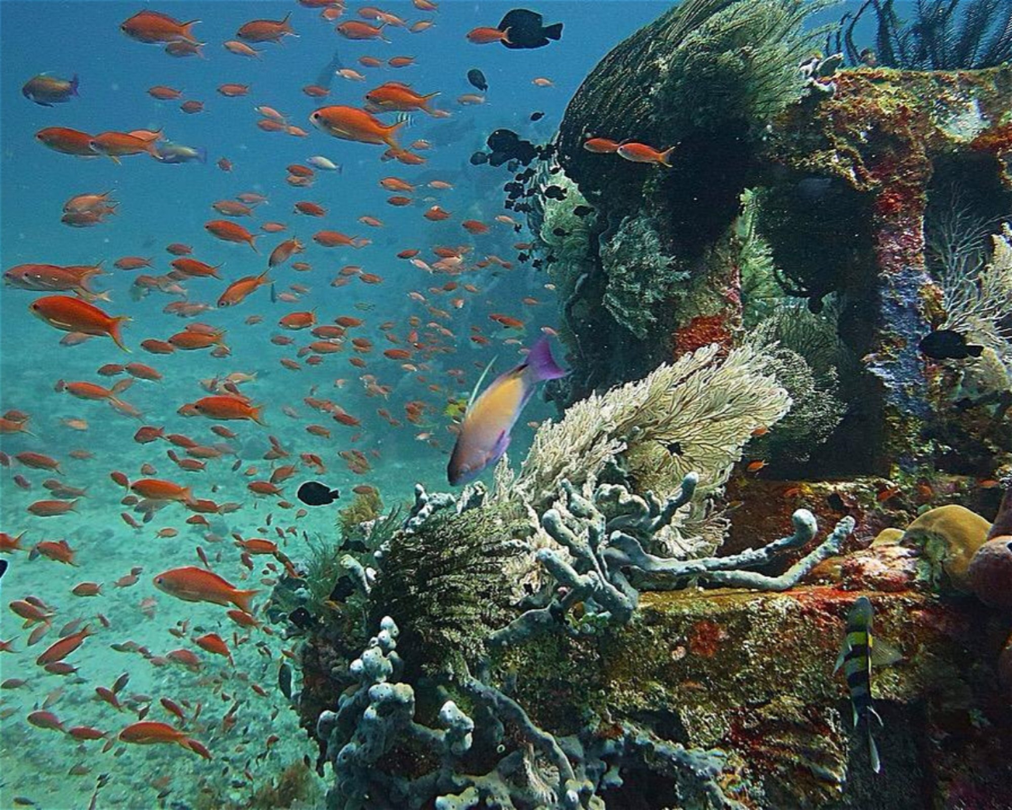 Amed Jepun Divers, 80852 Amed, Karangasem