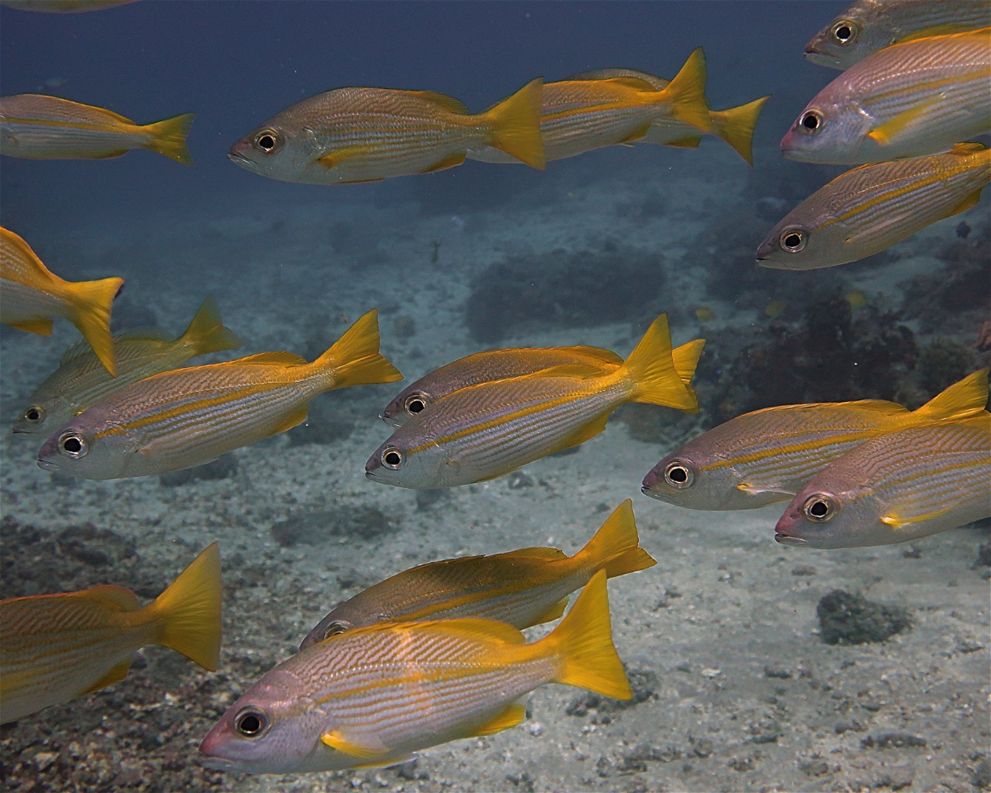 Amed Jepun Divers, 80852 Amed, Karangasem