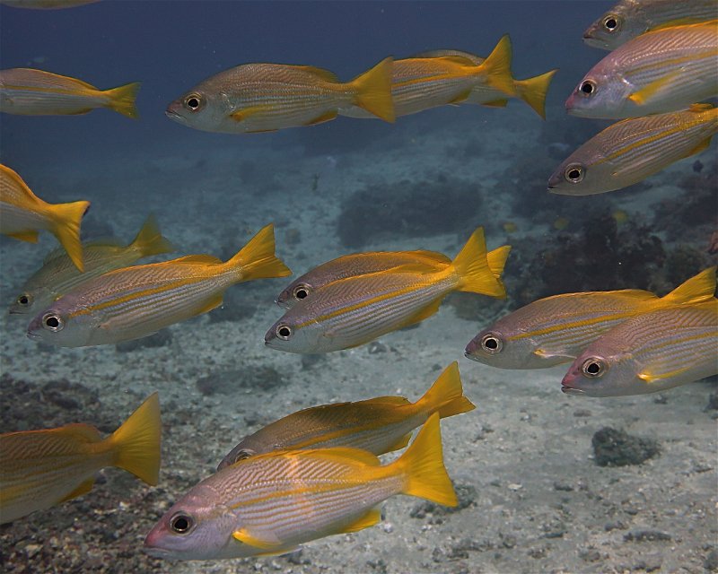 Divesite Image