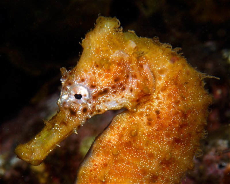 Divesite Image