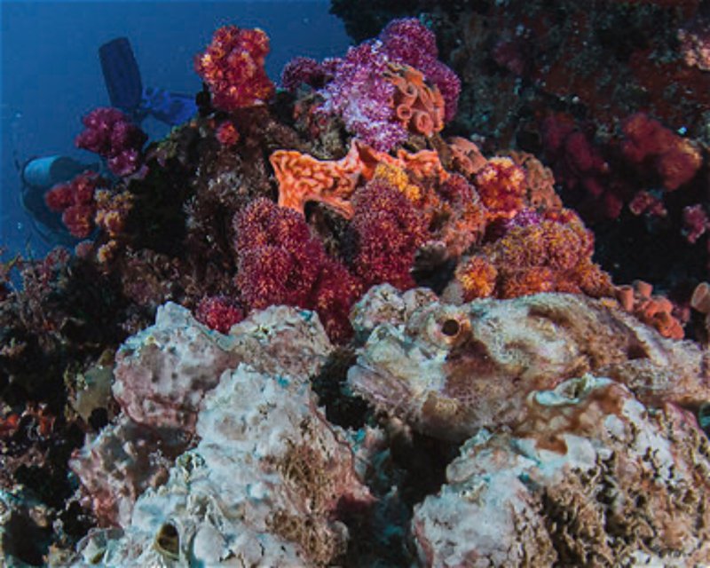 Divesite Image