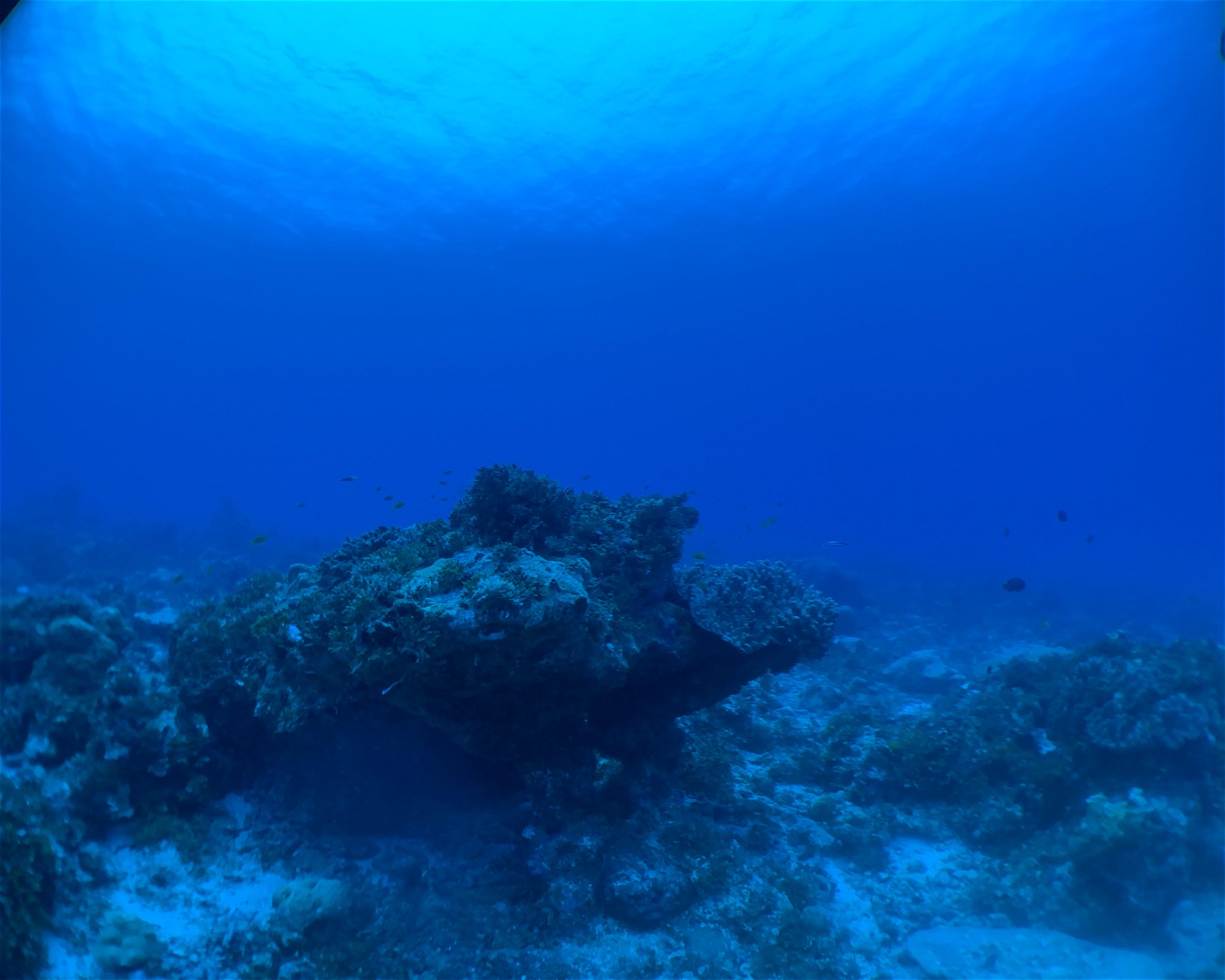 BLUE SEA DIVERS, 0000 MAHE