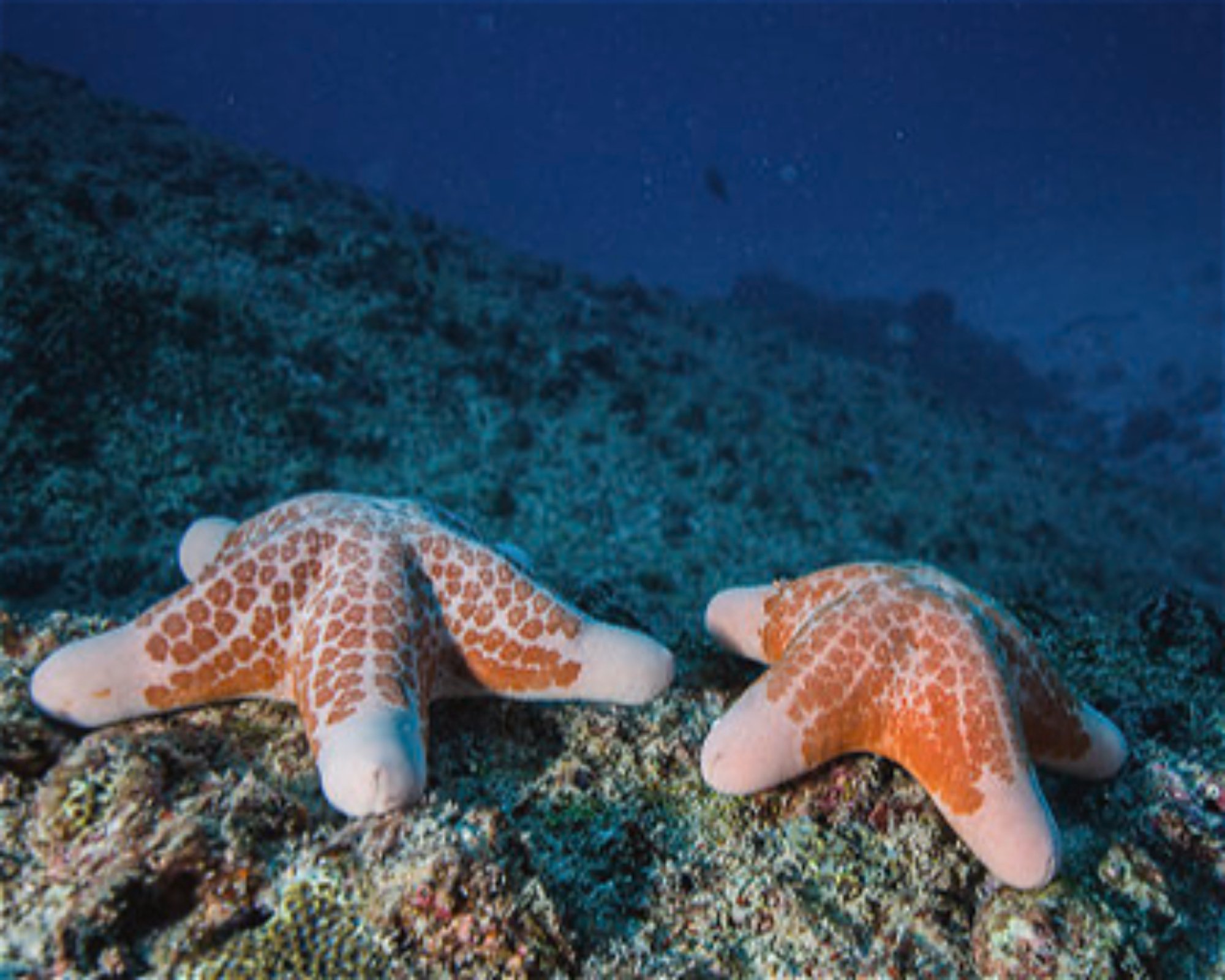 BLUE SEA DIVERS, 0000 MAHE
