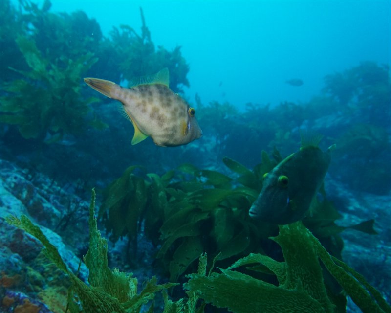 Divesite Image