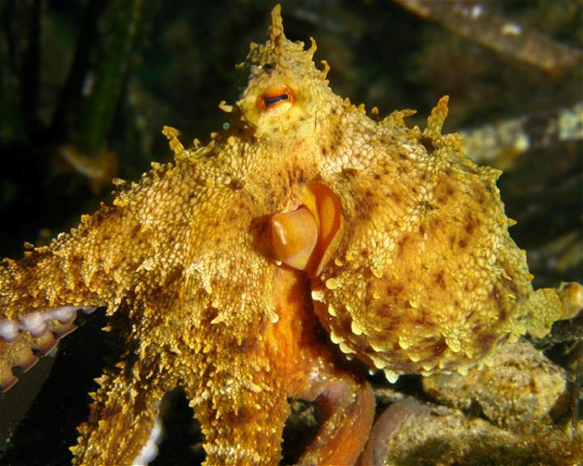 Gorgonia Diving Center, 34007 Skyros