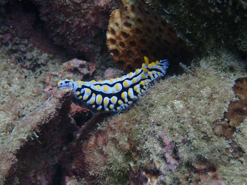 Divesite Image