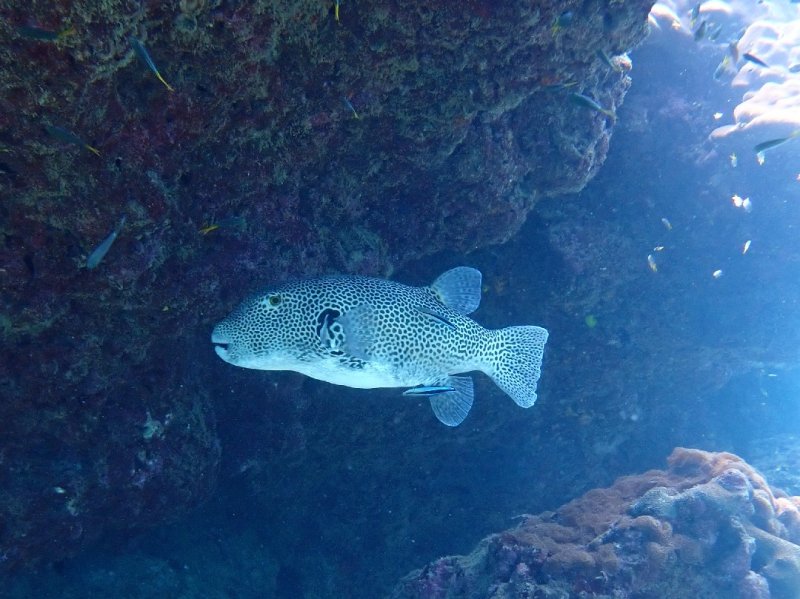 Divesite Image