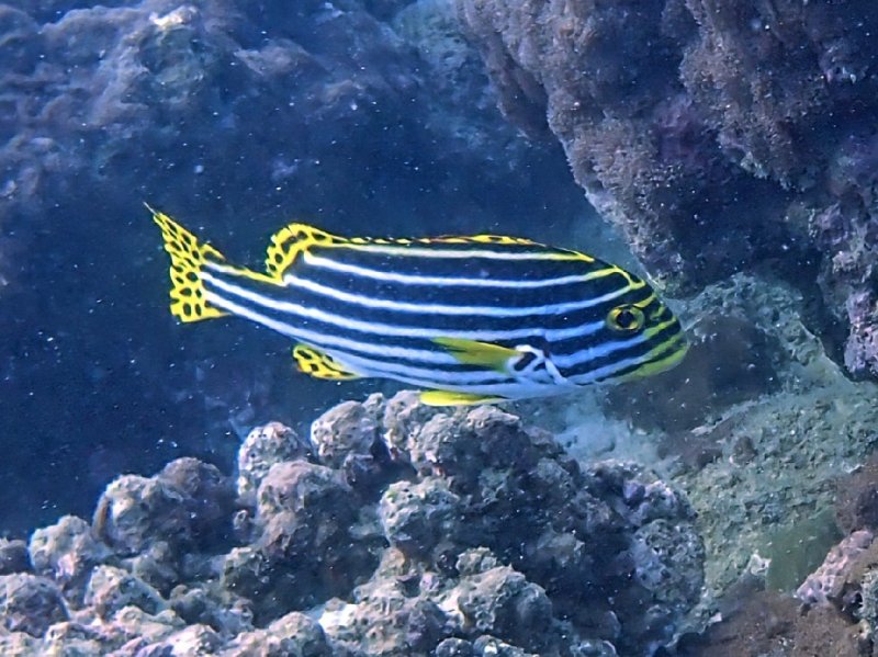 Divesite Image