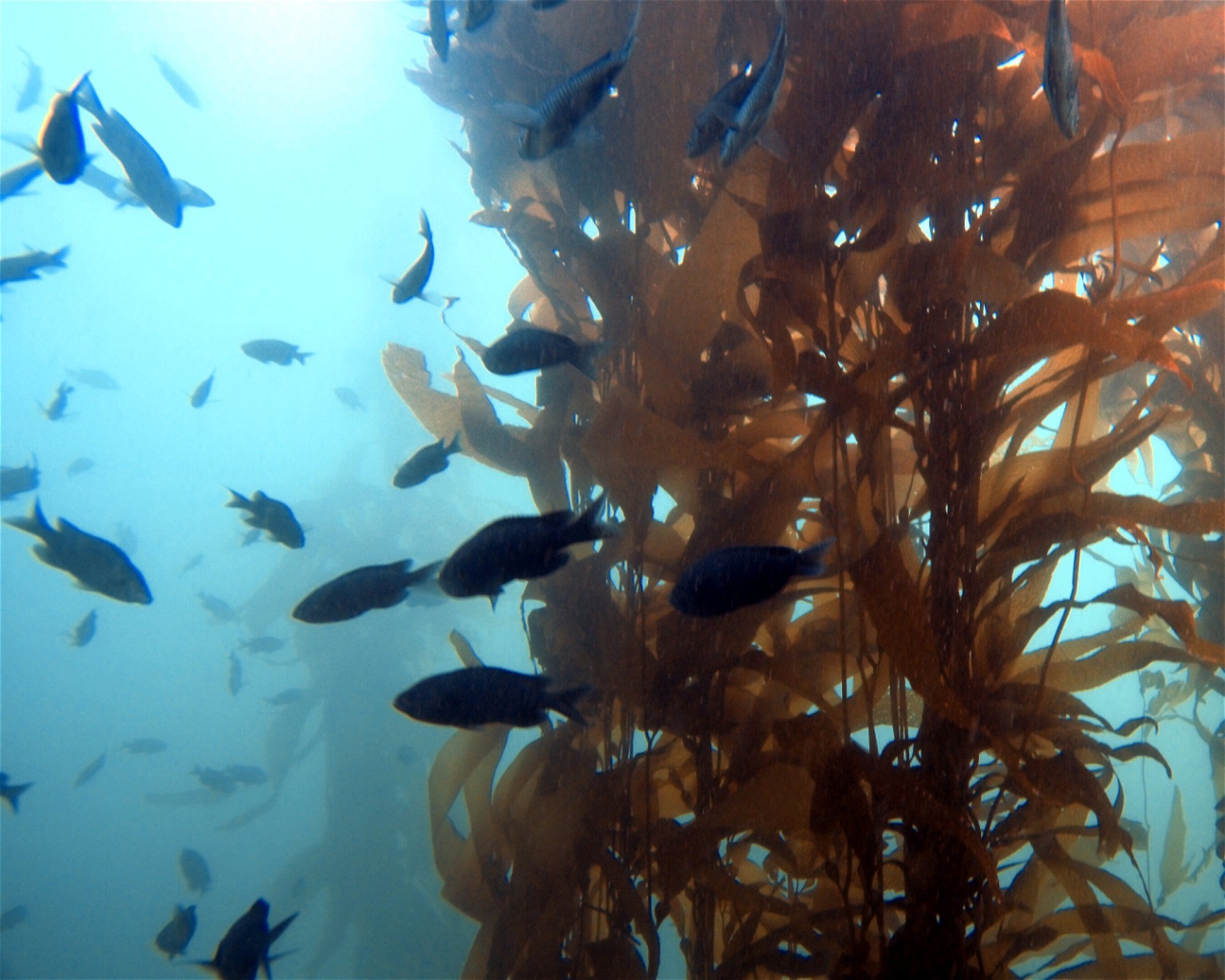 Sonoma Coast Divers LLC, 94928 Rohnert Park