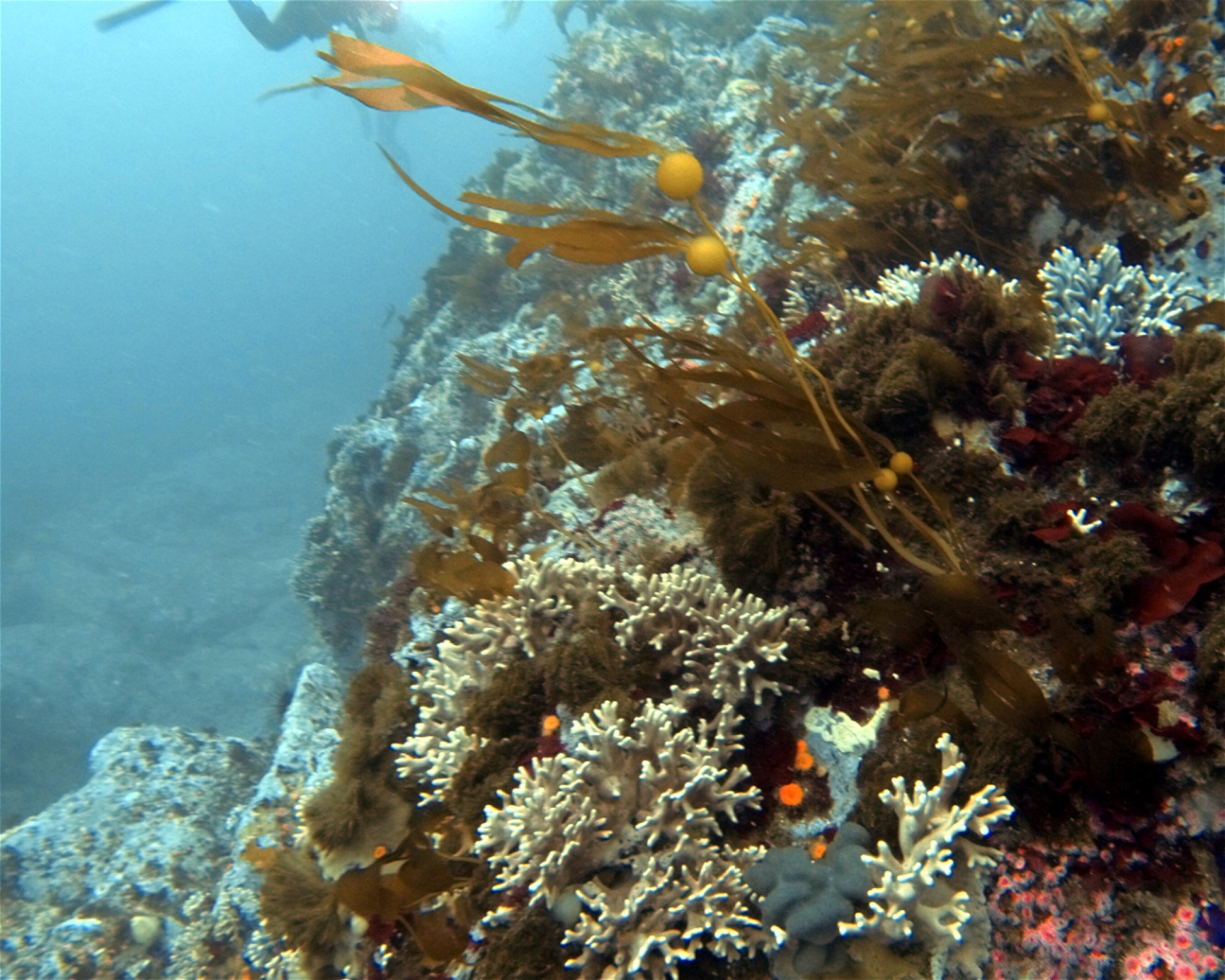 Sonoma Coast Divers LLC, 94928 Rohnert Park