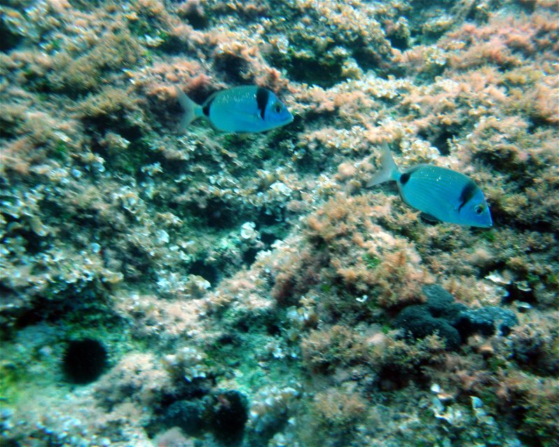 Divesite Image