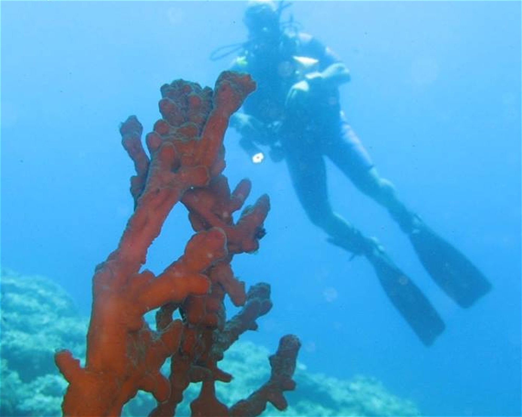 Gorgonia Diving Center, 34007 Skyros