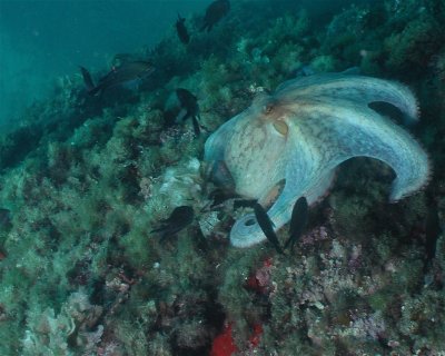 Muellecico   (★4.3)