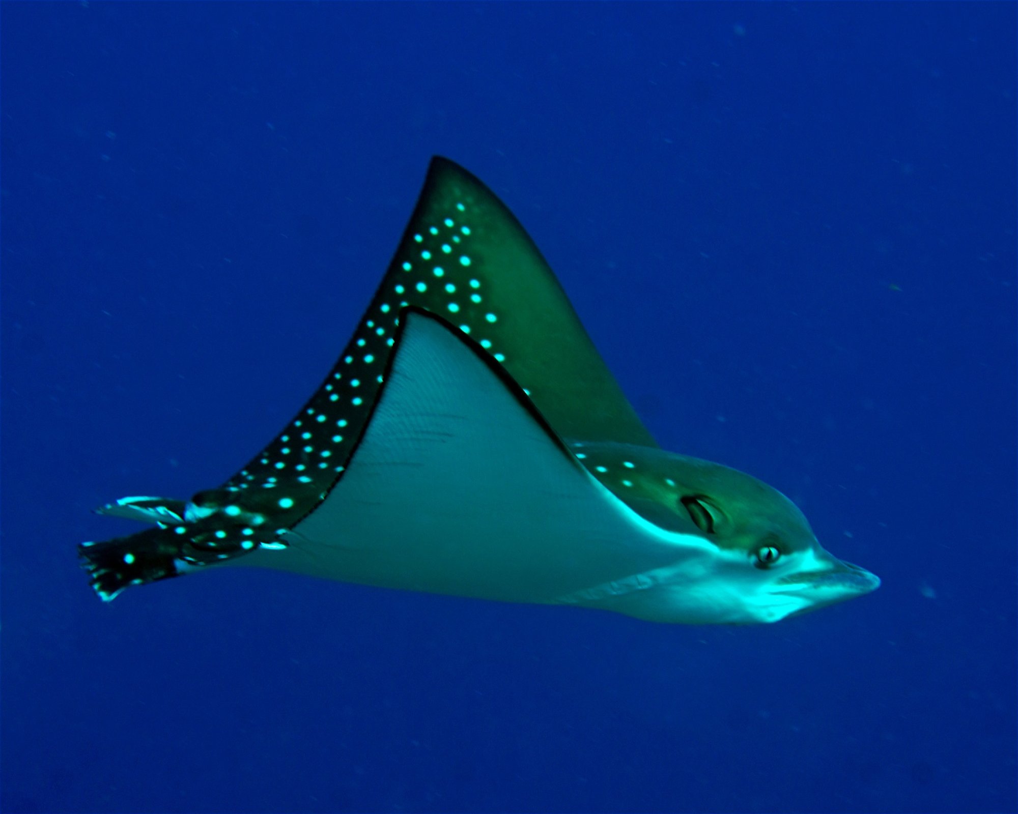 Maldives Passions, 08090 Maafushi