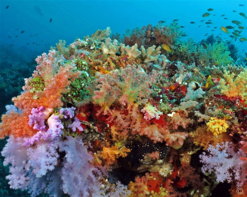 Divesite Image
