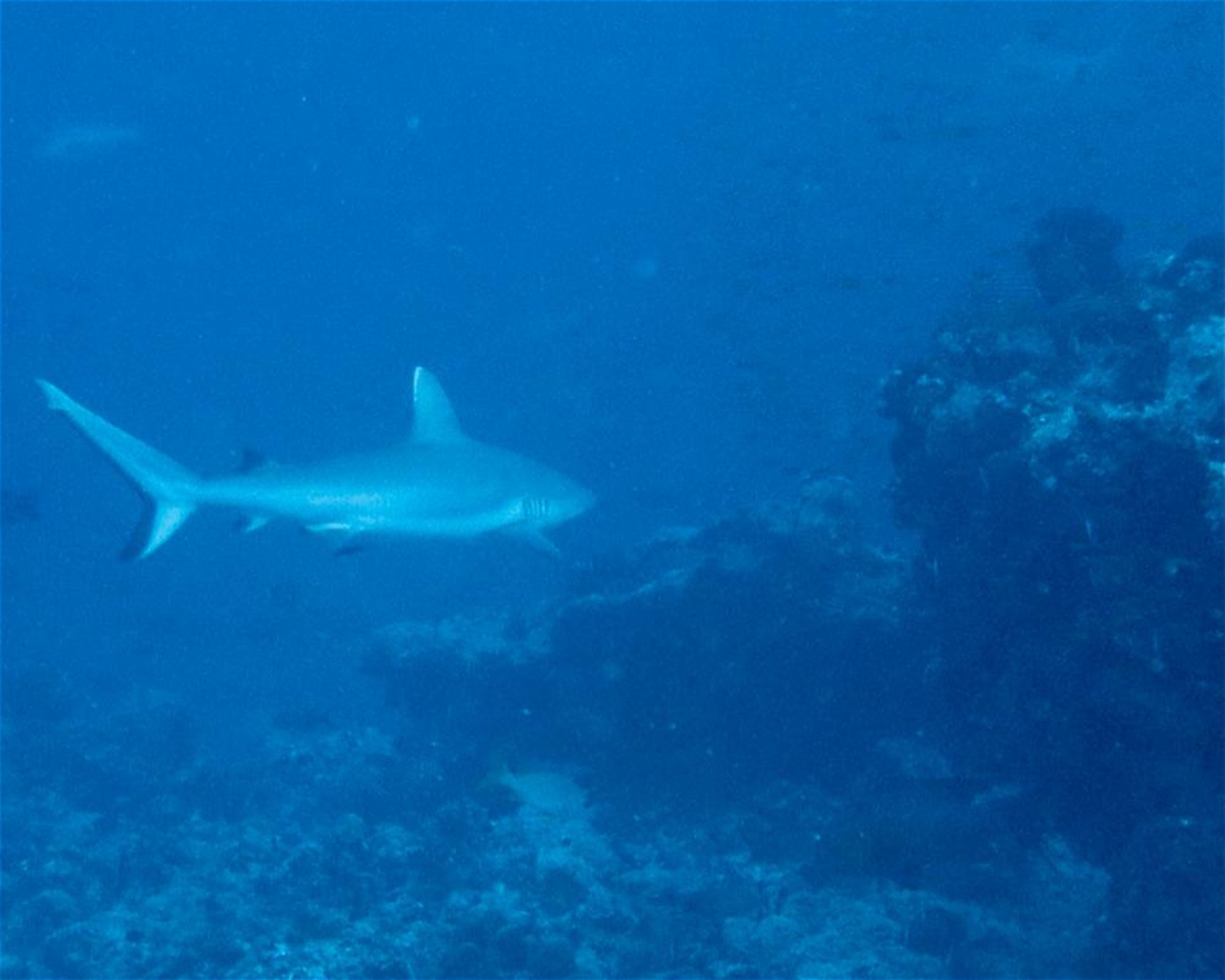 DivePoint Meedhupparu, Meedhupparu