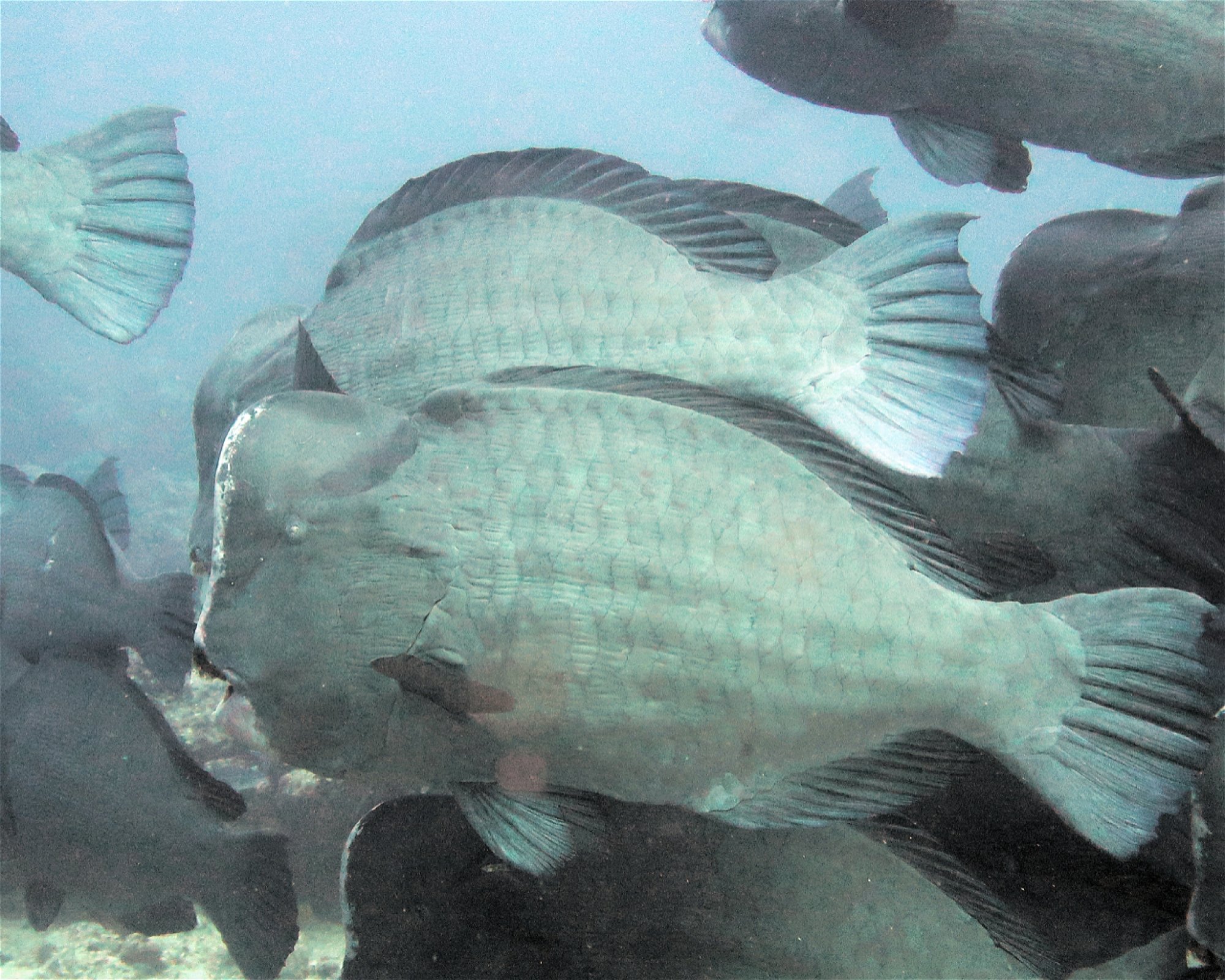 DivePoint Meedhupparu, Meedhupparu