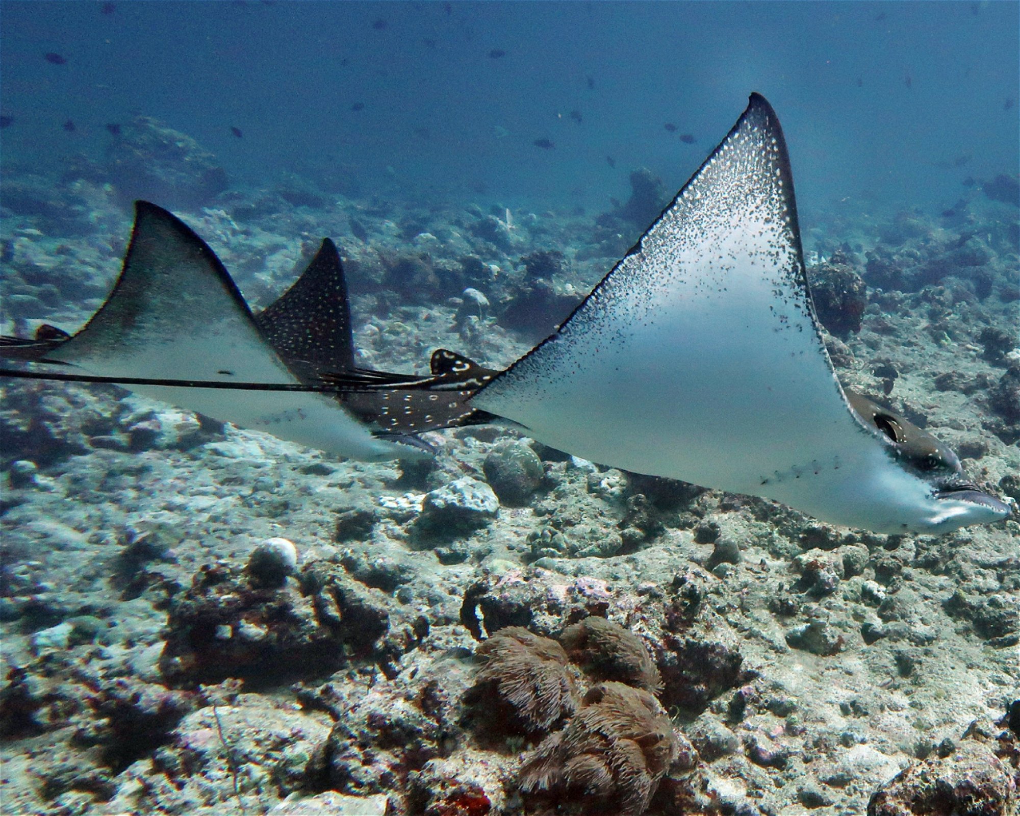 DivePoint Meedhupparu, Meedhupparu