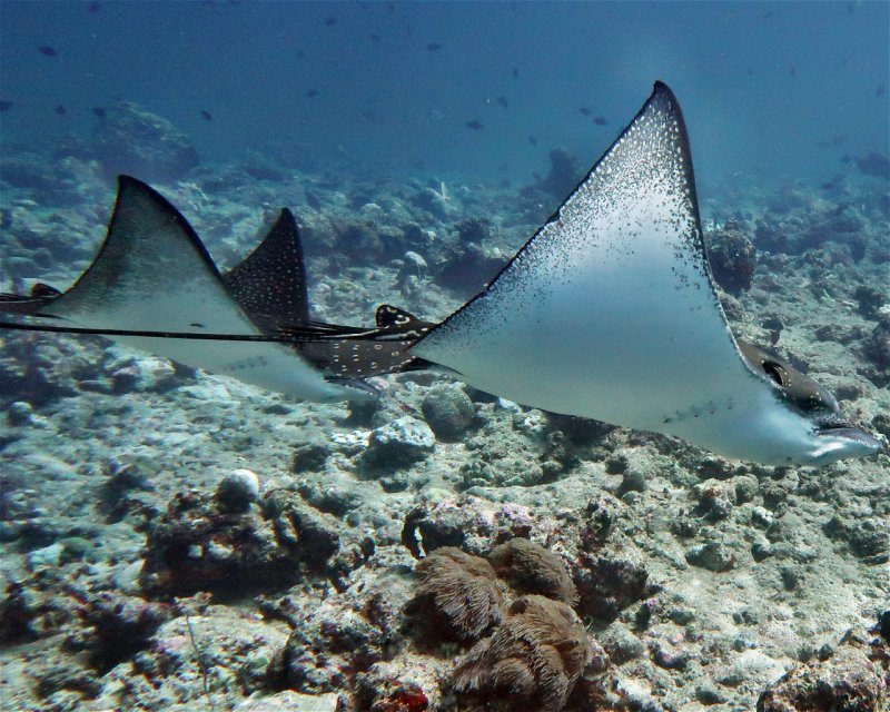 Divesite Image