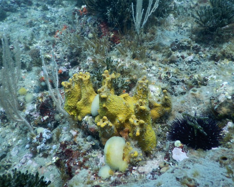 Divesite Image