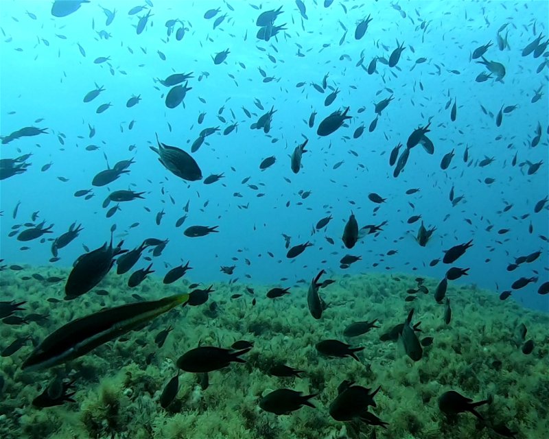Divesite Image
