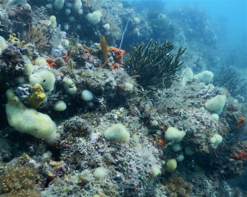 Divesite Image