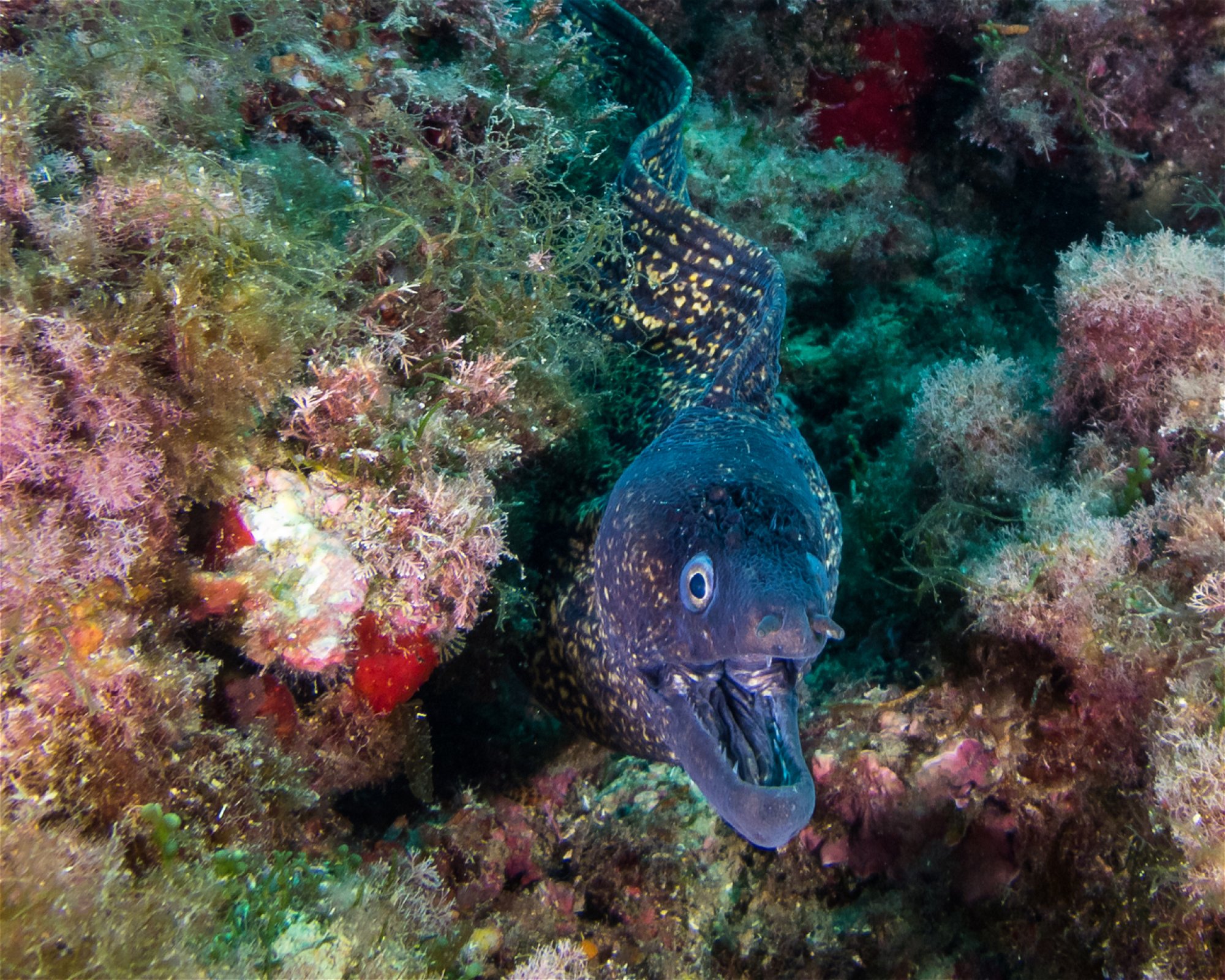 BUCEO HISPANIA MAZARRON, 30860 MAZARRON