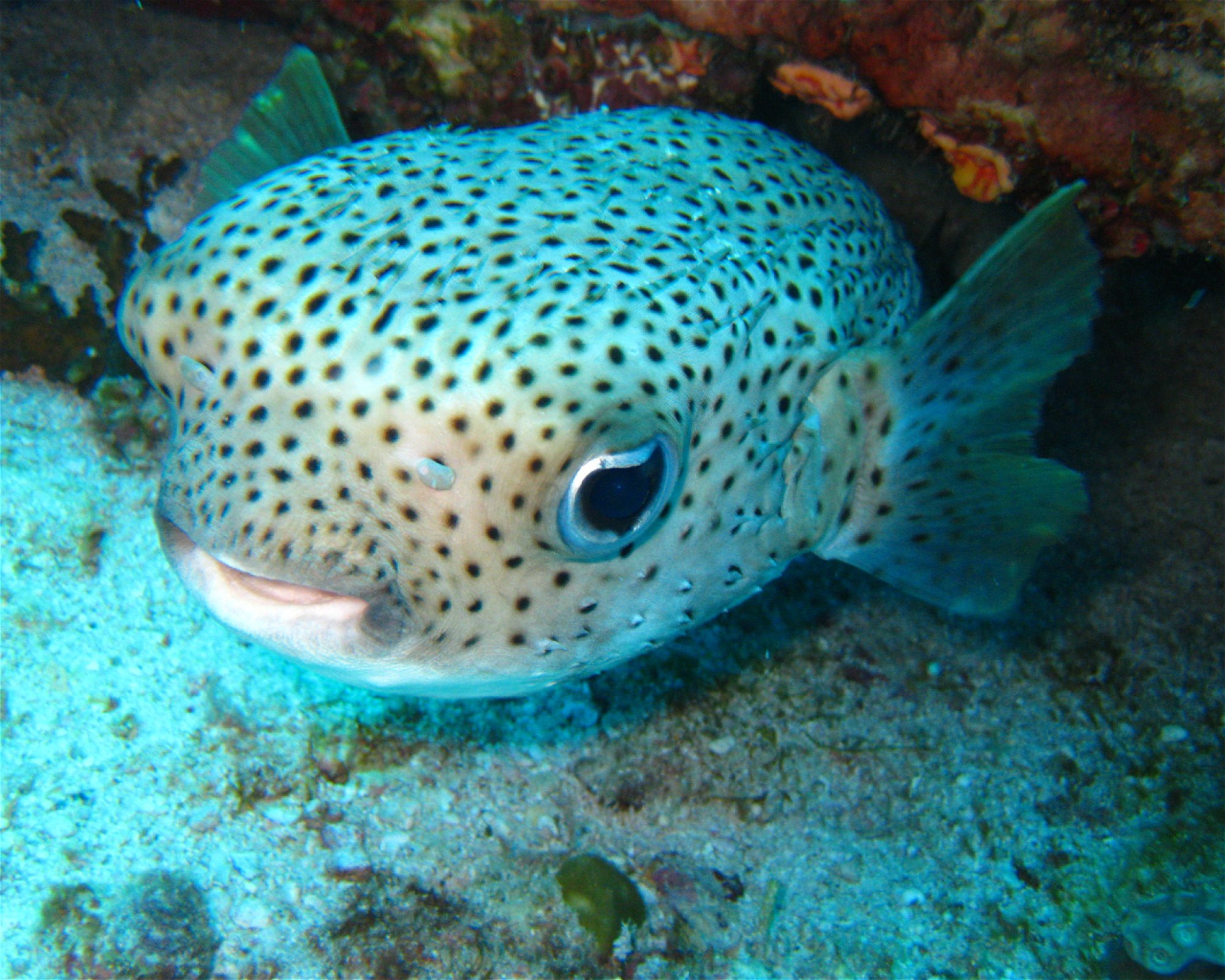 BLUE SEA DIVERS, 0000 MAHE